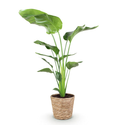 Baum – Strelitzie Strelitzia nicolai – Große pflegeleichte Paradiesvogelblume im dekorativen Korb – 21cm – Höhe 110-120cm – Tropische Grünpflanze