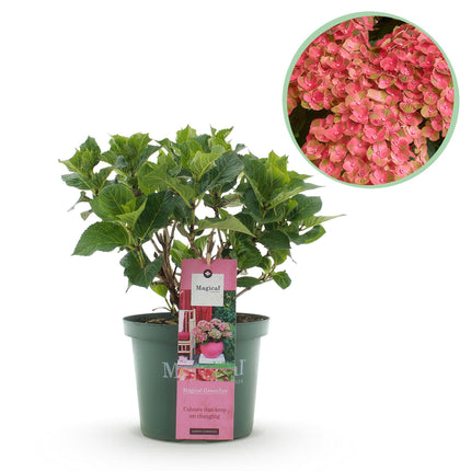 Hortensie Magical Green Fire – Hydrangea macrophylla – Rosa – Grün – Balkonpflanze – Im 23cm Topf – Ca. 55cm hoch – 6-10 Blüten – Pflegeleicht