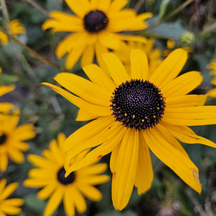Leuchtender Sonnenhut Rudbeckia fulgida 'Goldsturm' – ↕10-25cm – Ø9cm – 60 Pflanzen – Winterharte Staude – Leuchtend gelbe Blüten – Bienenfreundlich
