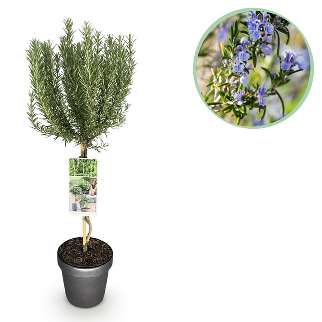 Rosmarin Rosmarinus officinalis – 19cm Höhe ca.90cm – Immergrün & winterhart – Lila Blüte – Aromatische Kräuterpflanze