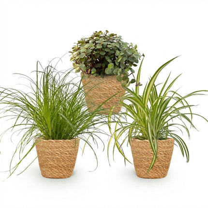 Zimmerpflanzen Mix 3er Set Cyperus Calissia Chlorophytum inkl. Naturkorb