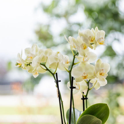 Gelbe Orchidee Mexico im hellblauen Floral Ziertopf Ø9cm – Zimmerpflanze mit 2–3 Zweigen – Elegante Blühpflanze für Wohnzimmer, Tischdekoration & Ostergeschenk