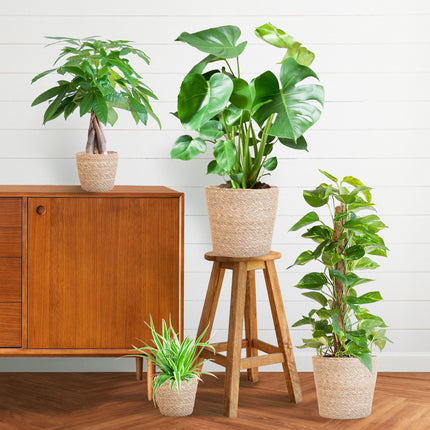 Pflegeleichter Pflanzkasten – medium – Easy Plant Box mit 4 Zimmerpflanzen + Sofia-Korb – wenig Pflege – stilvolle Deko