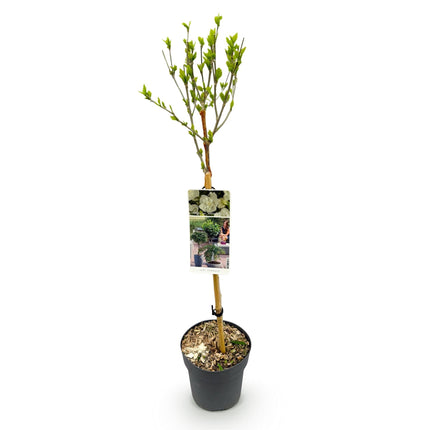 Hibiscus syriacus White Chiffon – Stamm-Pflanze – Ø19 cm – Höhe ca. 90 cm – Weiße Blüten – Laubabwerfend & pflegeleicht – Für Garten, Terrasse & Balkon