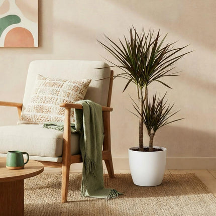Dracaena Magenta Drachenblutbaum Pflanze mit weißem Topf Ø21cm Höhe 90-100cm Pflegeleicht große Grünpflanze mit roten Akzenten für Zimmer & Büro