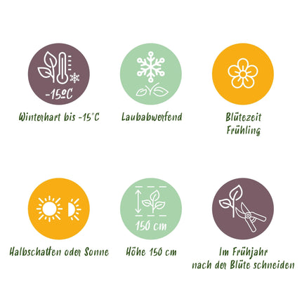 Magnolia Genie – 3 Pflanzen – 12cm – Höhe ca. 30cm – Laubabwerfende Magnolie mit großen lilafarbenen Frühjahrsblüten für Beet, Balkon & Terrasse