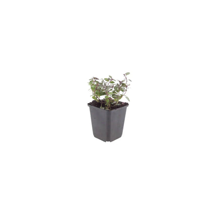 Origanum laevigatum Herrenhausen – 12 Pflanzen – Ø9cm – Höhe 10-25cm – Winterharter Zieroregano – Bienenfreundlich – Für Beet, Steingarten & Präriegarten