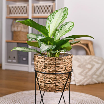 Aglaonema Silver Bay – 2 pflegeleichte Silberblatt – Zimmerpflanzen – 70-75cm – 17cm – Dekoratives silber – grünes Blattwerk