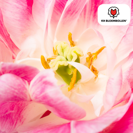 Columbus Tulpenzwiebeln – 20 Blumenzwiebeln – Rosa-weiße Pioentulpen – Gefüllte Blüte – Für Garten, Topf & Vase