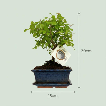 Bonsai Baum mit kugelförmiger Krone Höhe 25–30cm – Klassischer Miniaturbaum in dekorativer Keramikschale – Elegante Zimmerpflanze für Wohnraum & Büro