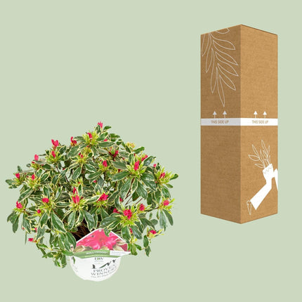 Rhododendron Bollywood – Azalee im Ø19cm – ↕30cm Höhe – Immergrüne Zierpflanze mit farbenprächtigen Blüten – Für Garten, Terrasse & Innenbereich