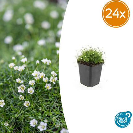 Sagina subulata – Irisches Moos – 24 Pflanzen – ↕10–25 cm – Ø9 cm – Immergrüner Bodendecker, pflegeleicht, sonnig bis halbschattig