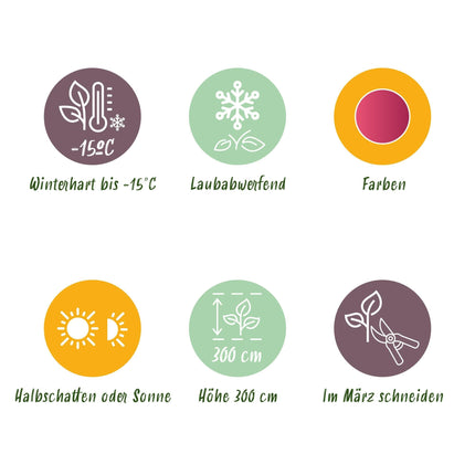 Japanischer Ahorn – Acer palmatum Iyoshi – 2 Pflanzen im 19 cm Topf – 70 cm hoch – Balkon- & Terrassenpflanze – Rosa Herbstfärbung – Zierahorn für Garten & Kübel