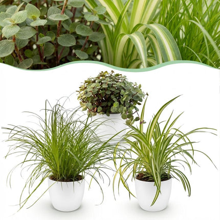 Pflanzen Mix 3er Set Cyperus Calissia Chlorophytum Mit Weißem Topf Ø12cm Höhe ca.20cm Haustierfreundliche Grünpflanzen Für Zimmer Büro & Schlafzimmer