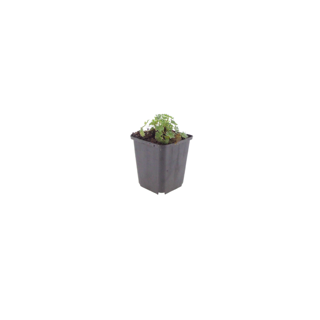 Geranium cinereum Ballerina – 48 Pflanzen – Ø9cm – Höhe 10-25cm – Winterharte Staude – Zartrosa Blüten – Pflegeleicht für Steingarten, Beet & Kübel