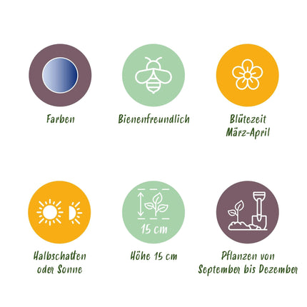 Blumenzwiebeln Scilla Siberica – 50 Blumenzwiebeln – Frühblühende Blausternchen – Lila-blaue Frühlingsblumen für Beet, Balkon & Terrasse – Pflegeleicht