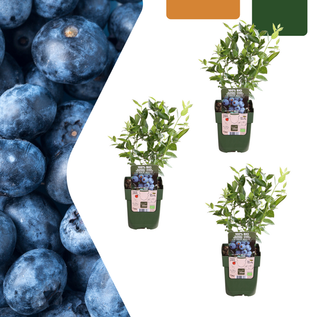 Vaccinium corymbosum – Bio – Heidelbeere – Ø13cm – ↕20cm – 3 Pflanzen – Biologische Heidelbeerpflanzen – Für Garten, Balkon & Terrasse
