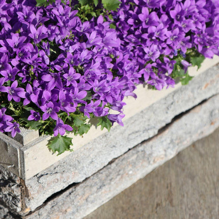 Campanula Addenda Ambella lila 6er Set – Glockenblume violett Topfgröße 12cm – winterhart, lang blühend – Bodendecker für ca.1m²