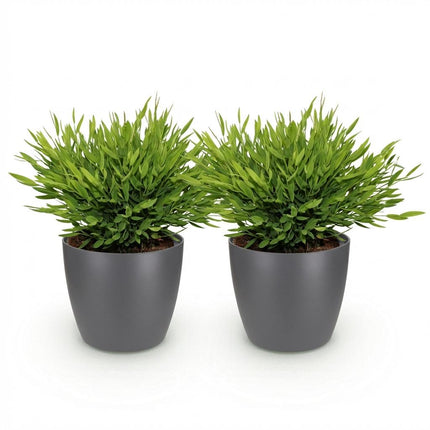 Bambus Pogonatherum Monica Zimmerpflanze 2er Set mit grauem Topf Ø12cm Höhe 20cm Haustierfreundliche Grünpflanze pflegeleicht für Zimmer & Büro