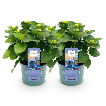 Hydrangea macrophylla Magical Revolution Blue – Blaue Gartenhortensie – 2 Pflanzen im Topf 23cm – Höhe 55cm – 6-10 Blüten – Balkonpflanze