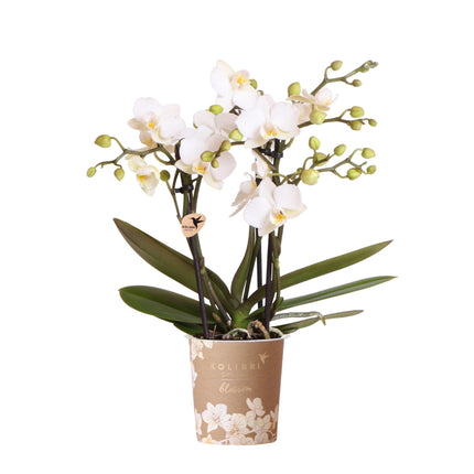 Weiße Phalaenopsis Orchidee – „Zürich“ – Ø9cm – Elegante blühende Zimmerpflanze mit 2–3 kräftigen Trieben – Kompakte Orchidee als Dekoration & Geschenkidee – Frisch aus der Gärtnerei