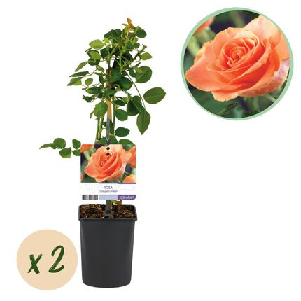Kletterrose – Rosa Orange Climber – Orange Blüten – 2 Pflanzen – 11cm – Höhe 40cm – Wenig Pflege – Blüte im Sommer