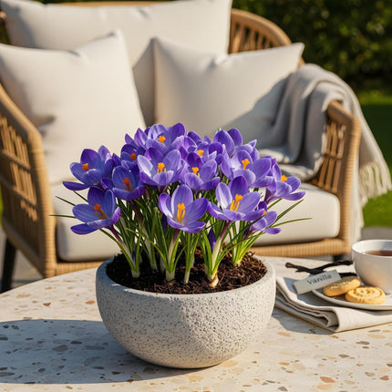 Blumenzwiebeln Crocus Blue – 30 Blumenzwiebeln – Strahlend blaue Krokusse – Frühblühende Blumenzwiebeln für Beet, Balkon & Terrasse – Pflegeleicht