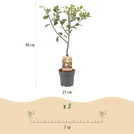 Pflaumenbaum – Prunus domestica 'Opal' – ca. 90 cm hoch – Topf Ø21 cm – gelb-rote Früchte – selbstfruchtend & ertragreich – Obstbaum für Garten & Terrasse