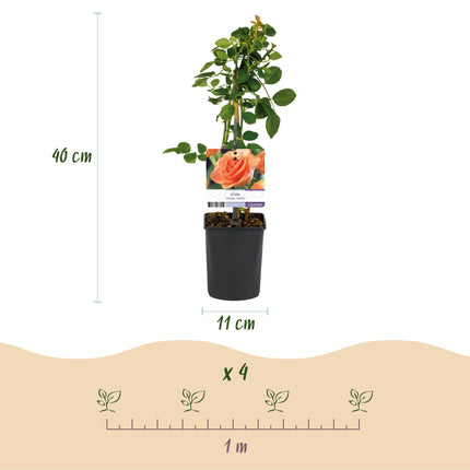 Kletterrose – Rosa Orange Climber – Orange Blüten – 2 Pflanzen – 11cm – Höhe 40cm – Wenig Pflege – Blüte im Sommer