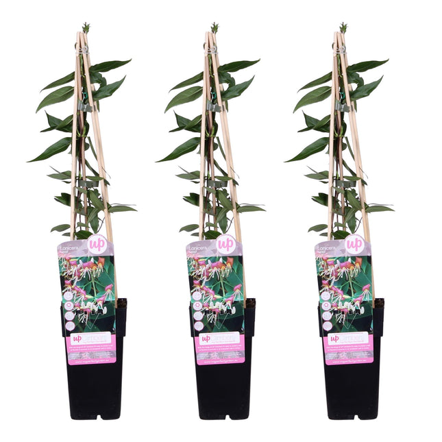 Geißblatt Lonicera henryi 'Copper Beauty' – Kletterpflanze – Ø15cm – ↨65cm – 3 Pflanzen– Immergrün, duftend, pflegeleicht
