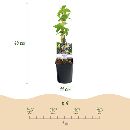 Passionsblume Passiflora caerulea – 2 Pflanzen 11cm – ca. 40cm hoch – Kletterpflanze mit blau-weißen Blüten – Pflegeleicht & winterhart – Für Garten, Pergola & Balkon