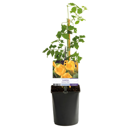 Trompetenblume Campsis radicans ‘Flava’ – 2 Pflanzen – Gelbblühende Kletterpflanze – Schnellwüchsig & pflegeleicht – Ideal für Zaun, Wand & Pergola