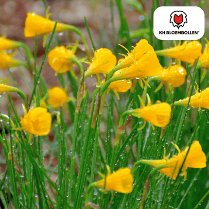 Narzisse Golden Bells – 25 Blumenzwiebeln – Glockenförmige, tiefgelbe Blüten – Frühlingsblüher & winterhart