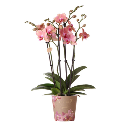 Phalaenopsis Orchidee „Jewel Pirate Picotee“ – Orange-Rosa – Ø12cm – Blühfreudige Zimmerpflanze mit Farbverlauf – Pflegeleicht – Für helle Standorte – Direkt aus der Gärtnerei