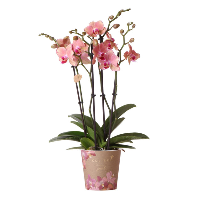 Phalaenopsis Orchidee „Jewel Pirate Picotee“ – Orange-Rosa – Ø12cm – Blühfreudige Zimmerpflanze mit Farbverlauf – Pflegeleicht – Für helle Standorte – Direkt aus der Gärtnerei