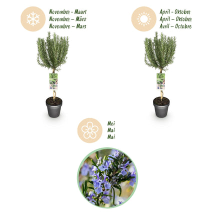Rosmarin Rosmarinus officinalis – 19cm Höhe ca.90cm – Immergrün & winterhart – Lila Blüte – Aromatische Kräuterpflanze