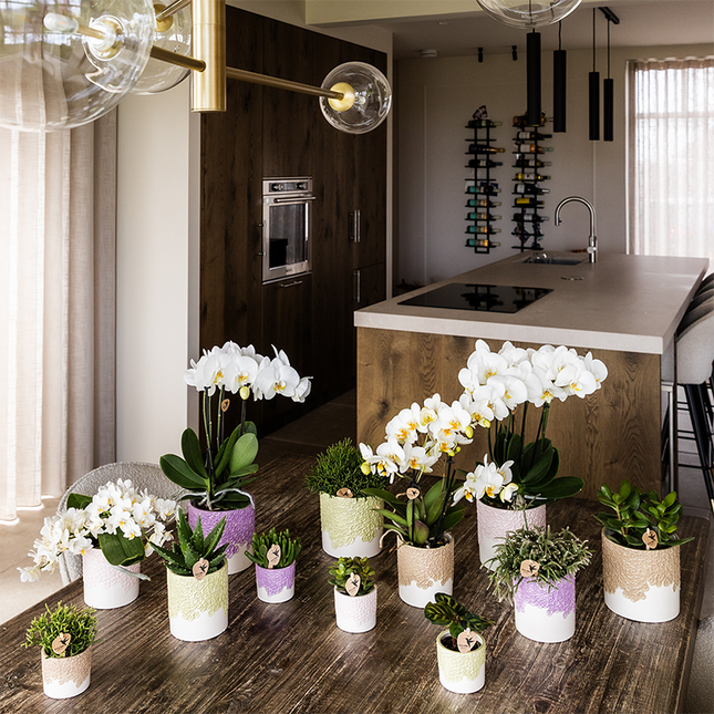 Ziertopf Bloom Sand – Dekorativer Blumentopf Ø6cm – Natürlicher Mini Übertopf mit Blütenstruktur – Design Pflanztopf für Sukkulenten Kakteen & Deko