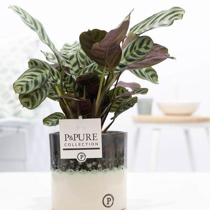 Ctenanthe Burle Marxii in Keramiktopf – Ø12cm ↕25cm – Gebetspflanze mit gemusterten Blättern – Pflegeleicht & luftreinigend