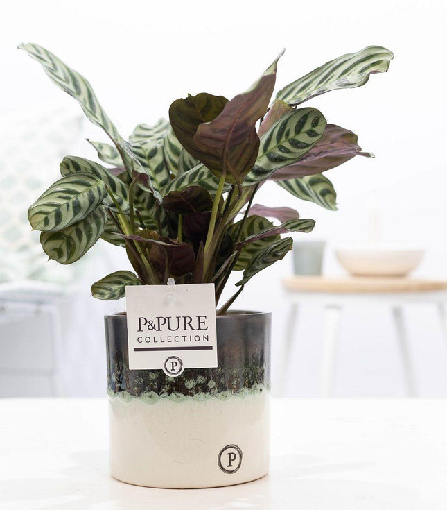 Ctenanthe Burle Marxii in Keramiktopf – Ø12cm ↕25cm – Gebetspflanze mit gemusterten Blättern – Pflegeleicht & luftreinigend