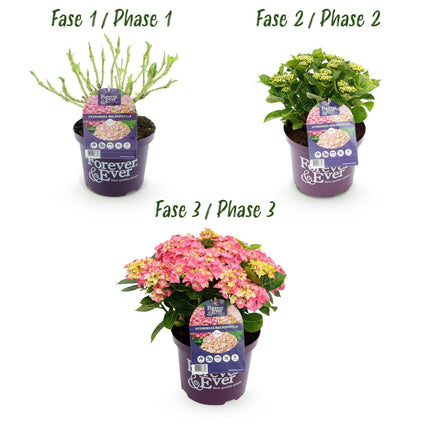 Hortensie Hydrangea macrophylla Forever & Ever Rosa – Balkonpflanze – 7-12 Blüten – Topf 23cm – Höhe 55cm – Langlebige Blüten