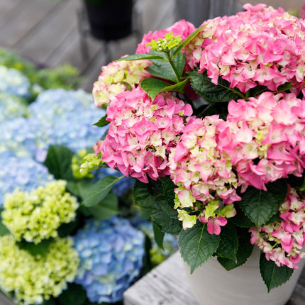 Hortensie Forever & Ever – Rosa – 2 Pflanzen – Hydrangea macrophylla – 23cm – Ca. 55cm hoch – 7-12 Blüten – Langanhaltende Blüte