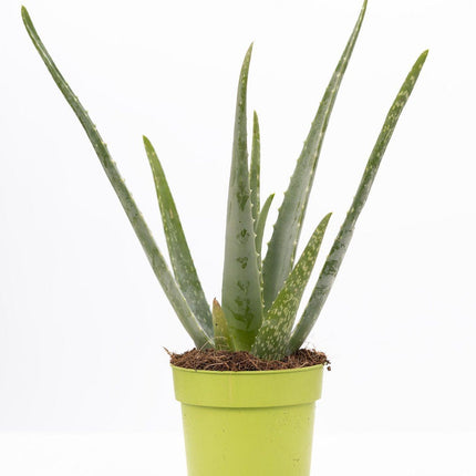 Aloe Vera – Ø12cm ↕40cm – Pflegeleichte Zimmerpflanze mit dicken, grünen Blättern – Natürliche Luftreiniger – Pflanze im modernen Dekotopf
