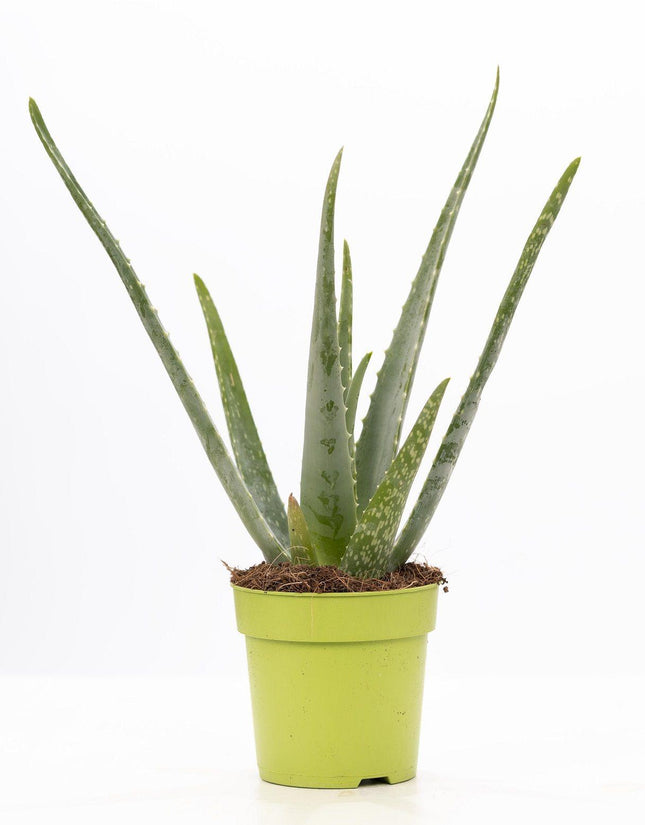Aloe Vera – Ø12cm ↕40cm – Pflegeleichte Zimmerpflanze mit dicken, grünen Blättern – Natürliche Luftreiniger – Pflanze im modernen Dekotopf