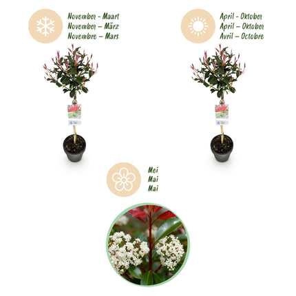 Glanzmispel Photinia fraseri Carré Rouge – 19cm Höhe ca.90cm – Immergrün & winterhart – Grün – rotes Laub – Ziergehölz