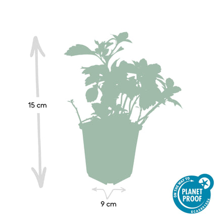 Pachysandra terminalis 'Green Carpet' – 24 Pflanzen – immergrüner Bodendecker – schattenverträglich – pflegeleicht – Ø9cm – ↕10–25cm