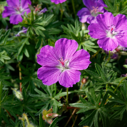 Geranium sanguineum Blut-Storchschnabel – 6 Pflanzen Ø9cm – Höhe10-25cm – Blühende Staude für Beet Steingarten Bodendecker – winterhart pflegeleicht bienenfreundlich