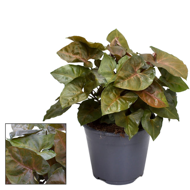Syngonium Maria Feel Green – Zimmerpflanze mit dekorativen, bronzefarbenen Blättern – Höhe ca. 25cm – Ø14cm – Pflegeleicht & luftreinigend
