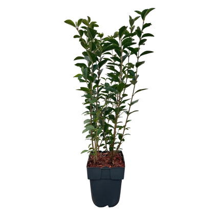 Ovalblättriger Liguster Ligustrum ovalifolium – Immergrün – Heckenpflanze – Blatt Grün – 6 Pflanzen – 1 m laufend – Pflegeleicht – 17cm Höhe 55cm