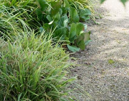 Bergenia cordifolia 'Herbstblüte' – 48 Pflanzen – ↕10-25cm – Ø9cm – Immergrüne Staude – Herbstblüte in Rosa – Pflegeleicht – Für Schattige Standorte