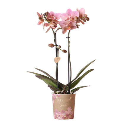 Phalaenopsis Orchidee – Treviso Altrosa – Ø9cm – Blühende Zimmerpflanze – Elegante Deko-Orchidee – Frisch vom Züchter